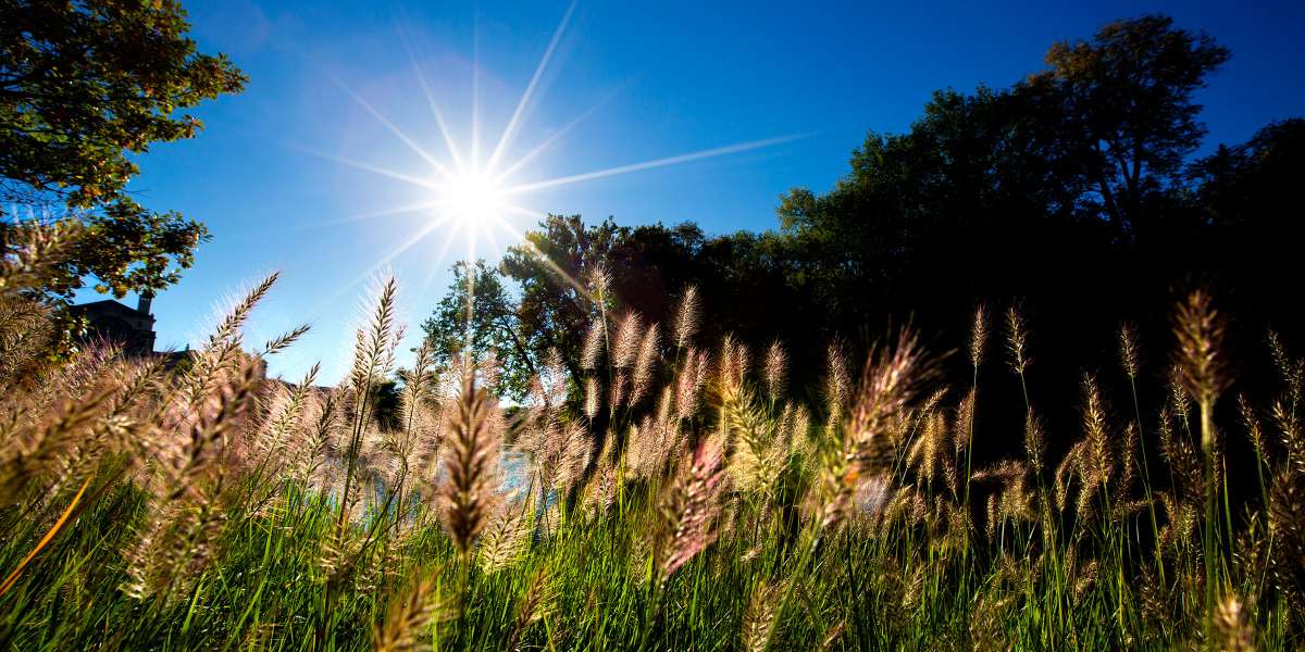 Wild grass on campus